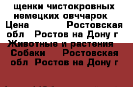 щенки чистокровных немецких овччарок › Цена ­ 5 500 - Ростовская обл., Ростов-на-Дону г. Животные и растения » Собаки   . Ростовская обл.,Ростов-на-Дону г.